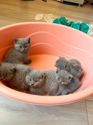 Pisicute British Blue