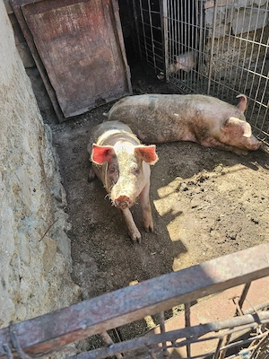 Porci landrace  - imagine 2