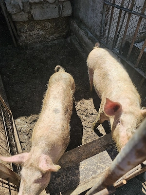 Porci landrace  - imagine 4
