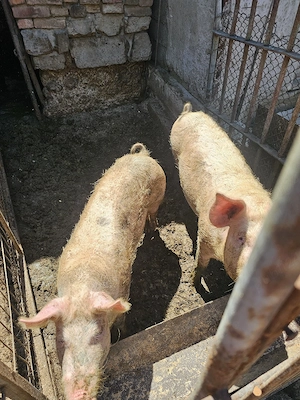 Porci landrace 