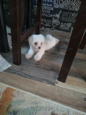 bichon Maltez fetita