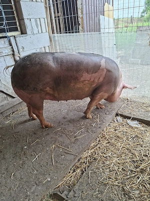 porc de carne