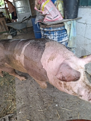 porc de carne