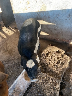 porci de carne - imagine 4