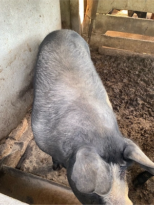 porci de carne - imagine 3