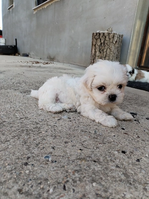 catelusa shitsu-  bichon