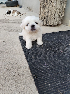 catelusa shitsu-  bichon - imagine 2