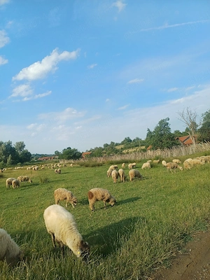 De vânzare oi cu miei langa ele