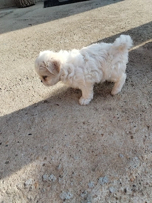 catelusa shitsu-  bichon - imagine 3