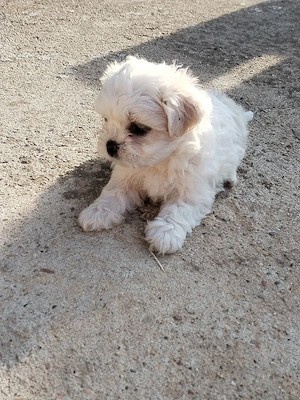 catelusa shitsu-  bichon - imagine 4