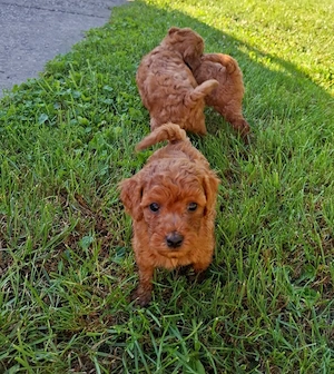 pudel Poodle Transport Gratuit in toata RO - imagine 3