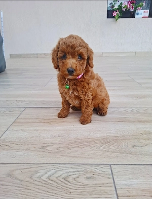pudel Poodle Transport Gratuit in toata RO - imagine 2
