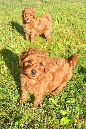pudel Poodle Transport Gratuit in toata RO - imagine 5