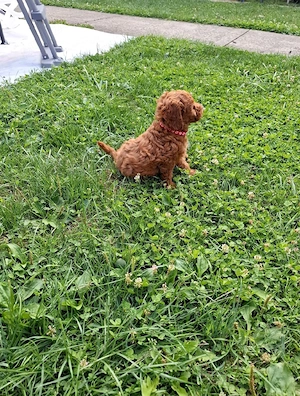 pudel Poodle Transport Gratuit in toata RO - imagine 4