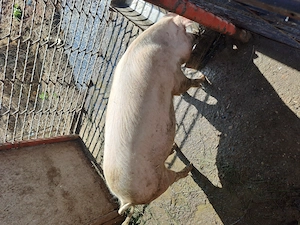 Porc de vanzare  - imagine 2