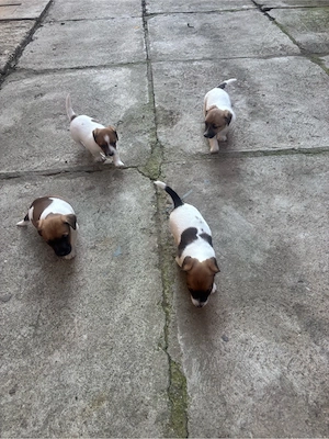Cățeluși Jack Russell