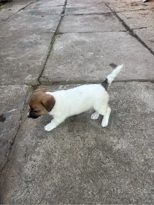 Cățeluși Jack Russell - imagine 3