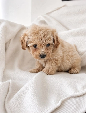 Vând Maltipoo - imagine 2