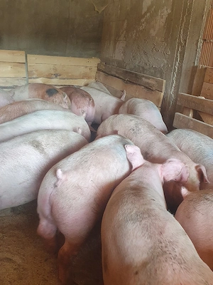 porci 90  180 kg 