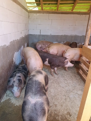 porci 90  180 kg  - imagine 2