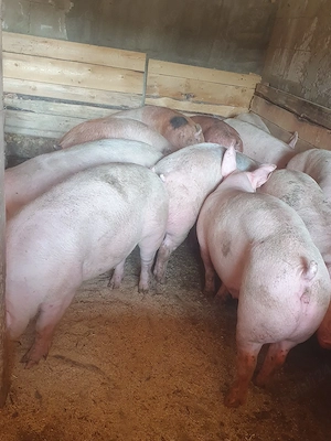 porci 90  180 kg  - imagine 3