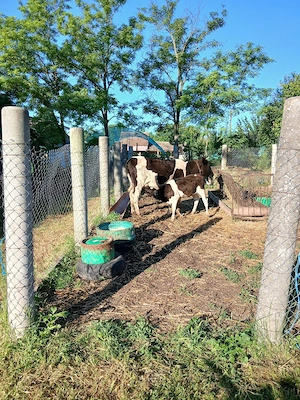 Vaca cu vitel langa ea
