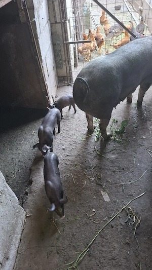 de vinzare scroafa pietran belgian pur cu purcei porci de tăiat purcei  - imagine 2