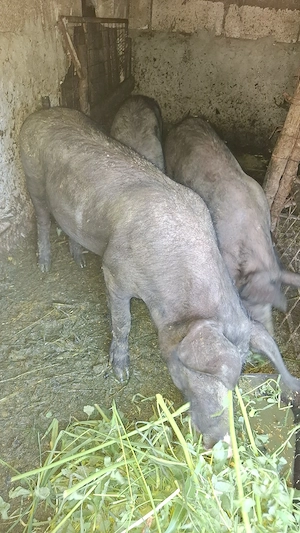 de vinzare scroafa pietran belgian pur cu purcei porci de tăiat purcei  - imagine 3