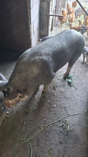 de vinzare scroafa pietran belgian pur cu purcei porci de tăiat purcei 