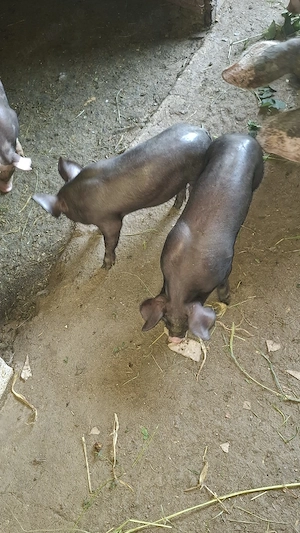 de vinzare scroafa pietran belgian pur cu purcei porci de tăiat purcei  - imagine 4
