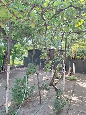 Vand casa in comuna Poiana Mare,Jud.Dolj - imagine 6