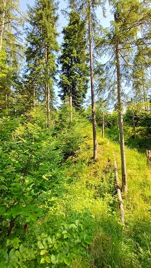 Teren în județul Suceava, comuna Pojorâta   zona Valea Străjerilor - imagine 6
