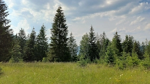 Teren în județul Suceava, comuna Pojorâta   zona Valea Străjerilor