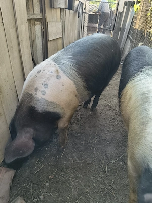 godini și porci de sacrificat caută alt  stăpân 