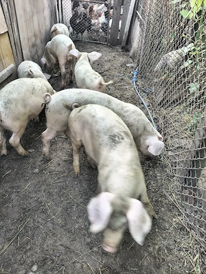 godini și porci de sacrificat caută alt  stăpân  - imagine 2