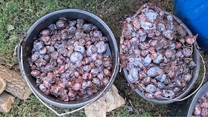 Țuică de prune