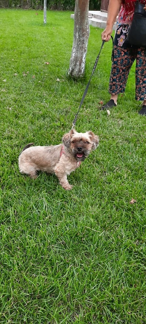 Adoptie metis Yorkshire Tereier+Shih Tzu - imagine 2