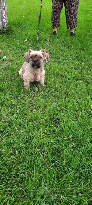 Adoptie metis Yorkshire Tereier+Shih Tzu - imagine 3