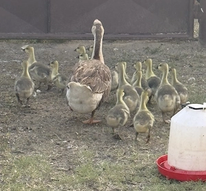 Familie formată dintr-o gâscă cu 15 boboci - imagine 2