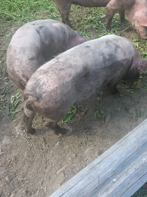 Vind soldani aproximativ 60 kg 