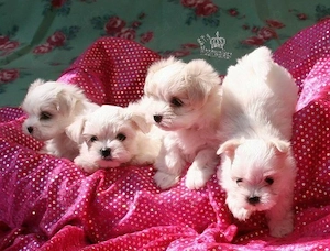 pui bichon maltese mini toy rasa pura 