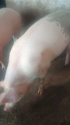 Porci marele alb - duroc