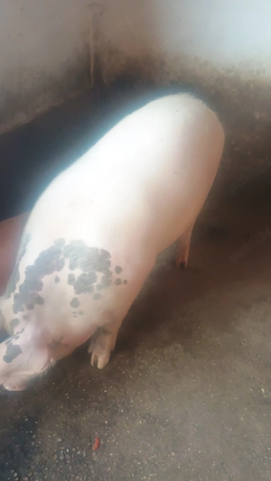 Porci marele alb - duroc