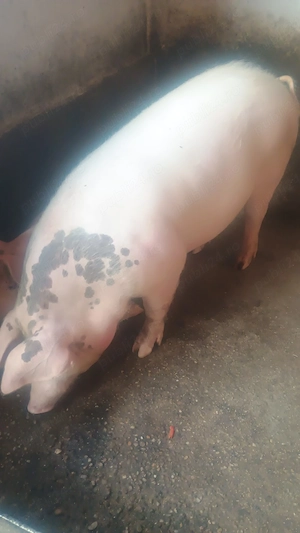 Porci marele alb - duroc - imagine 4
