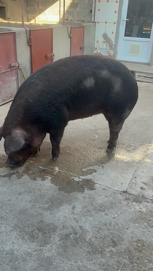 scrofita duroc