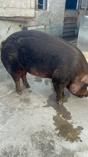 scrofita duroc - imagine 4