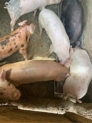 vand purcei de 8 saptamani