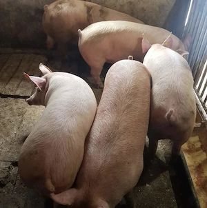 Porci 100-250kile rasă de carne  - imagine 2
