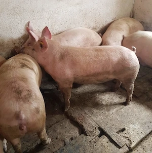Porci 100-250kile rasă de carne  - imagine 3