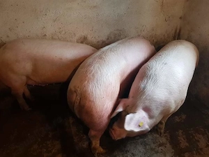 Porci 100-250kile rasă de carne  - imagine 4